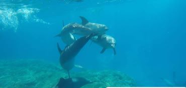 Dolphin Tour: Snorkeling Trip and Swimming with Dolphins in the Wild